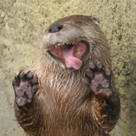 sample avatar of a sea otter licking glass